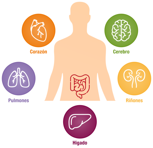 Las enfermedades del corazón, el cerebro, los pulmones, los riñones y el hígado pueden estar asociadas al microbioma.