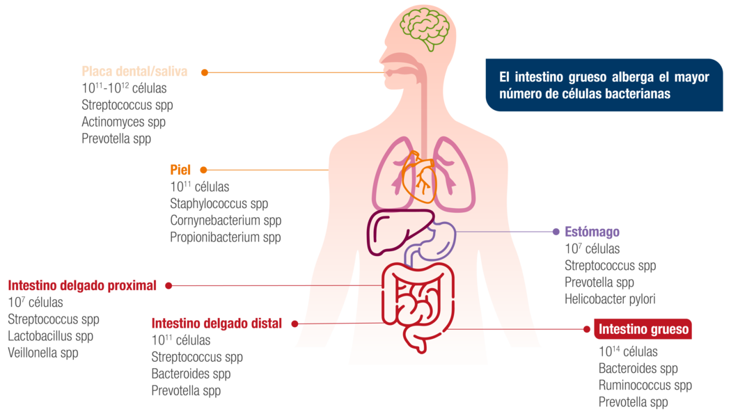 El intestino grueso alberga la mayor número de células bacterianas.